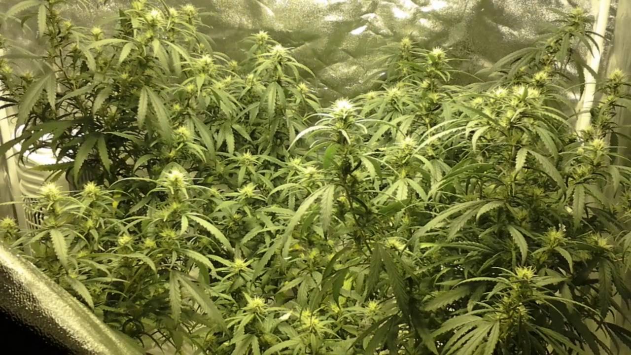 Durban Poison