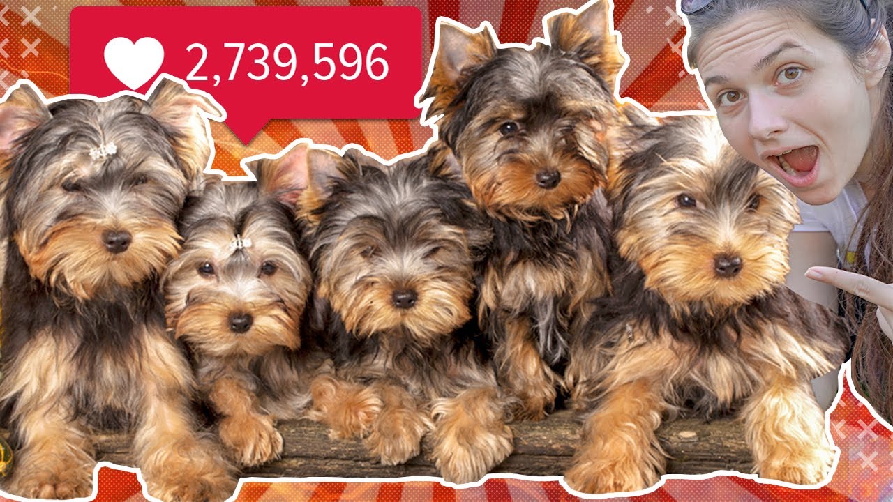 UPOZNAJTE SVE PRIKINE PSE 🥰