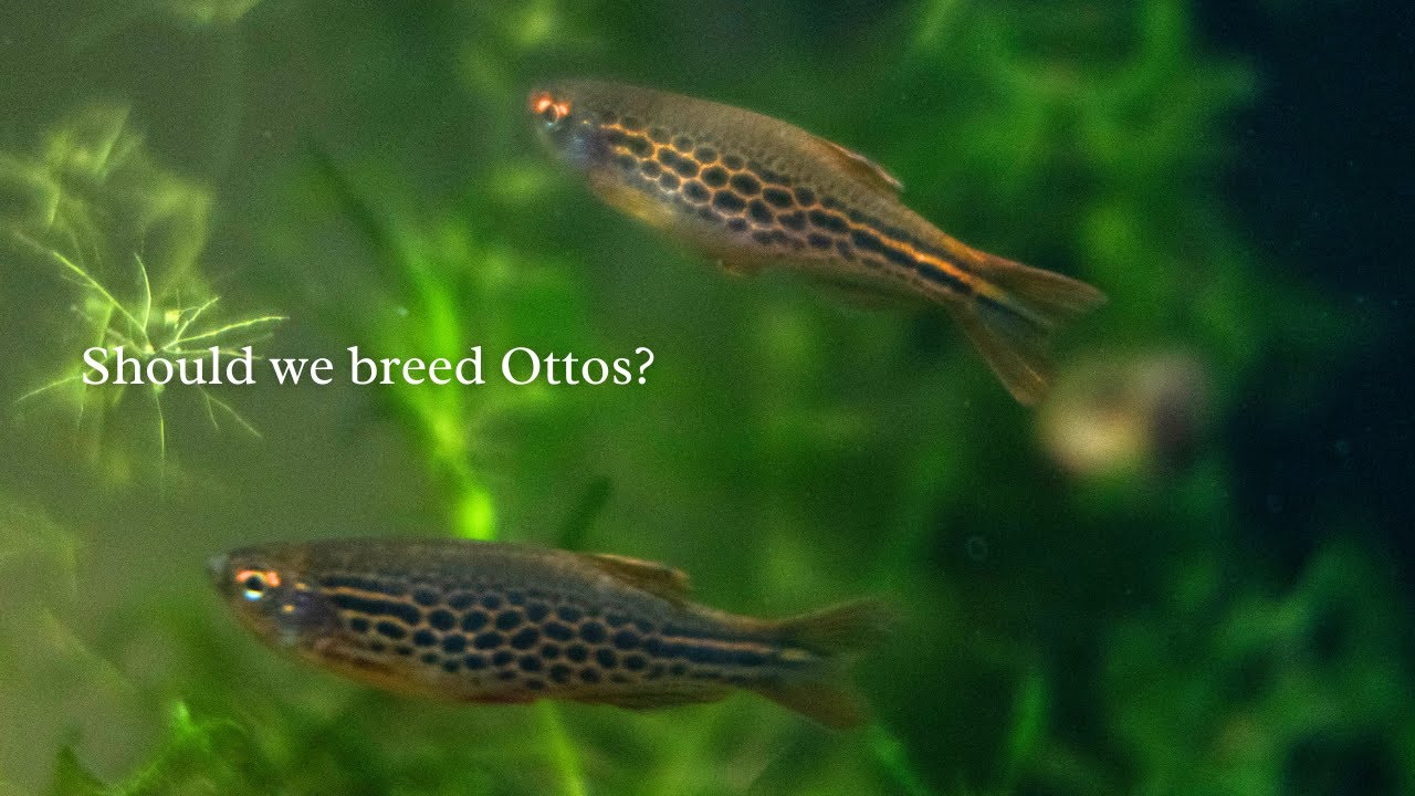Breeding Otocinclus? What is an Oto? Research timeee + ACM auction recap / whatever else!