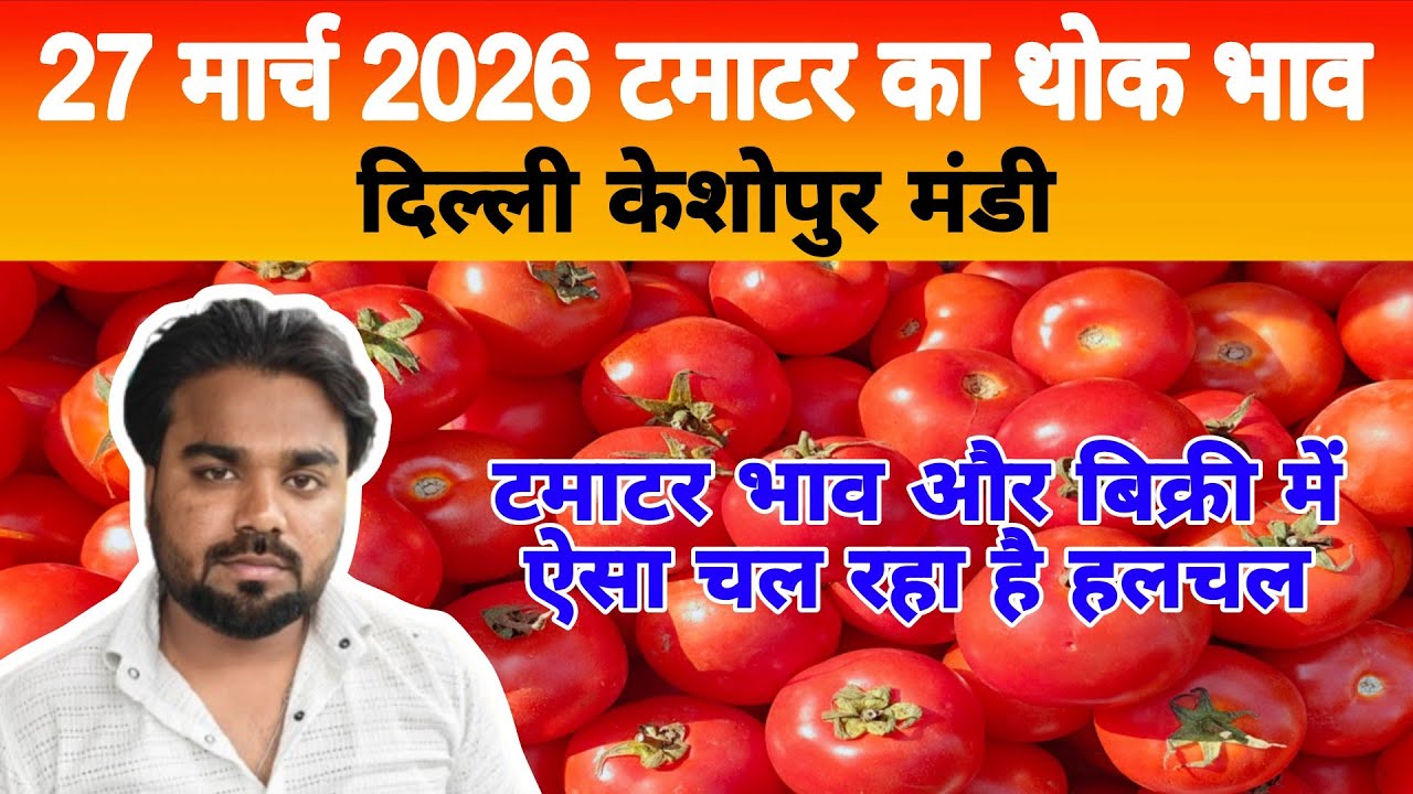 27 March 2026 Delhi 🍅 टमाटर होलसेल भाव | Keshopur Mandi | Today Tomato Rate #tamatar #tamatarmandi
