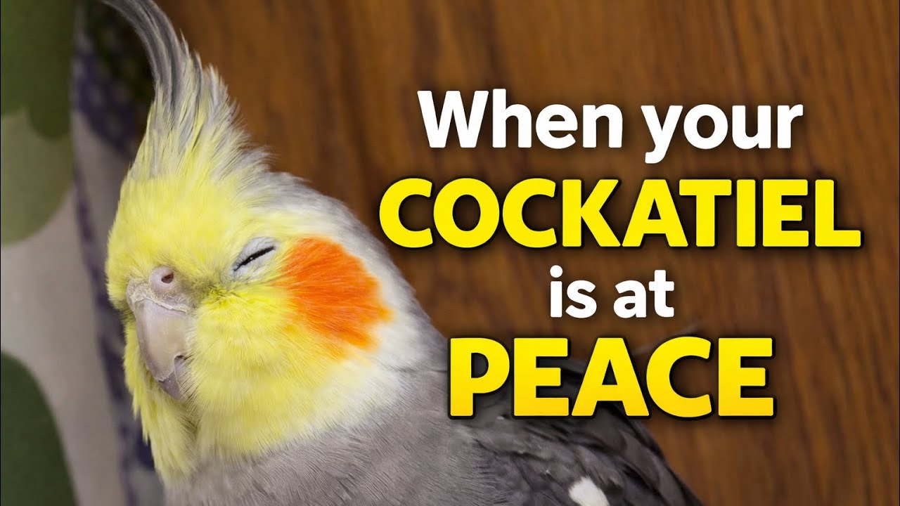 When your cockatiel is contented