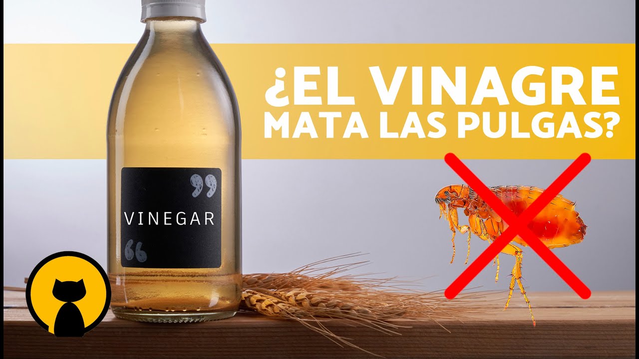 Cómo ELIMINAR PULGAS en GATOS con VINAGRE 🐱🕷️ Remedios para las Pulgas ✅