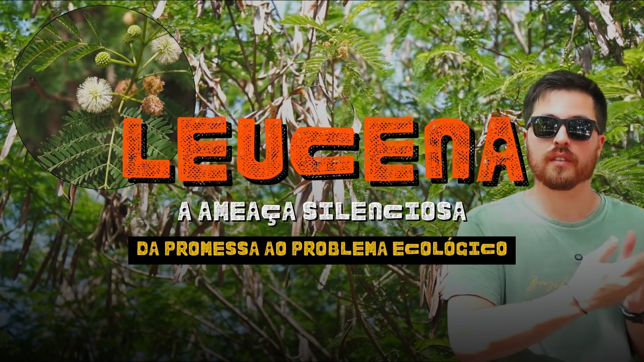 LEUCENA: A ÁRVORE MAIS INVASORA DO BRASIL!