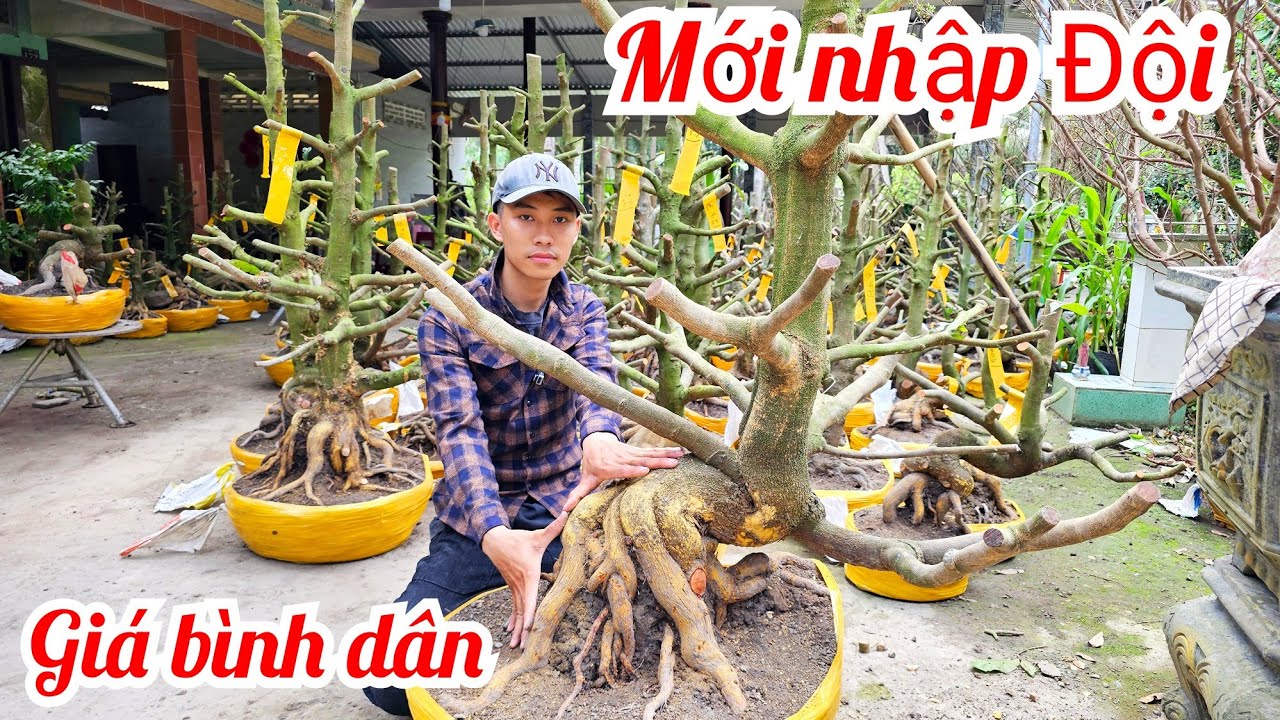 An 📲 0339939629 mới nhập đội phôi mai vàng đế đẹp giá rẻ 16/2 Chợ Gạo (@MaivàngQuêdừa)