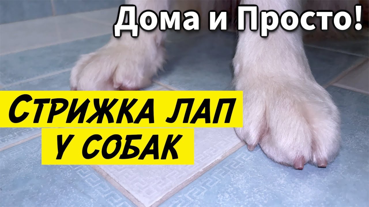ПО ЖИЗНИ №4 — Стрижка лап у собак