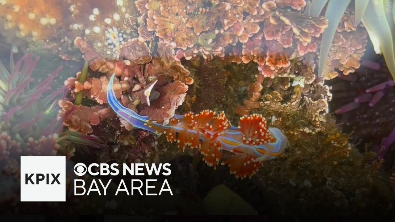 International BioBlitz event ends with San Francisco beating Los Angeles