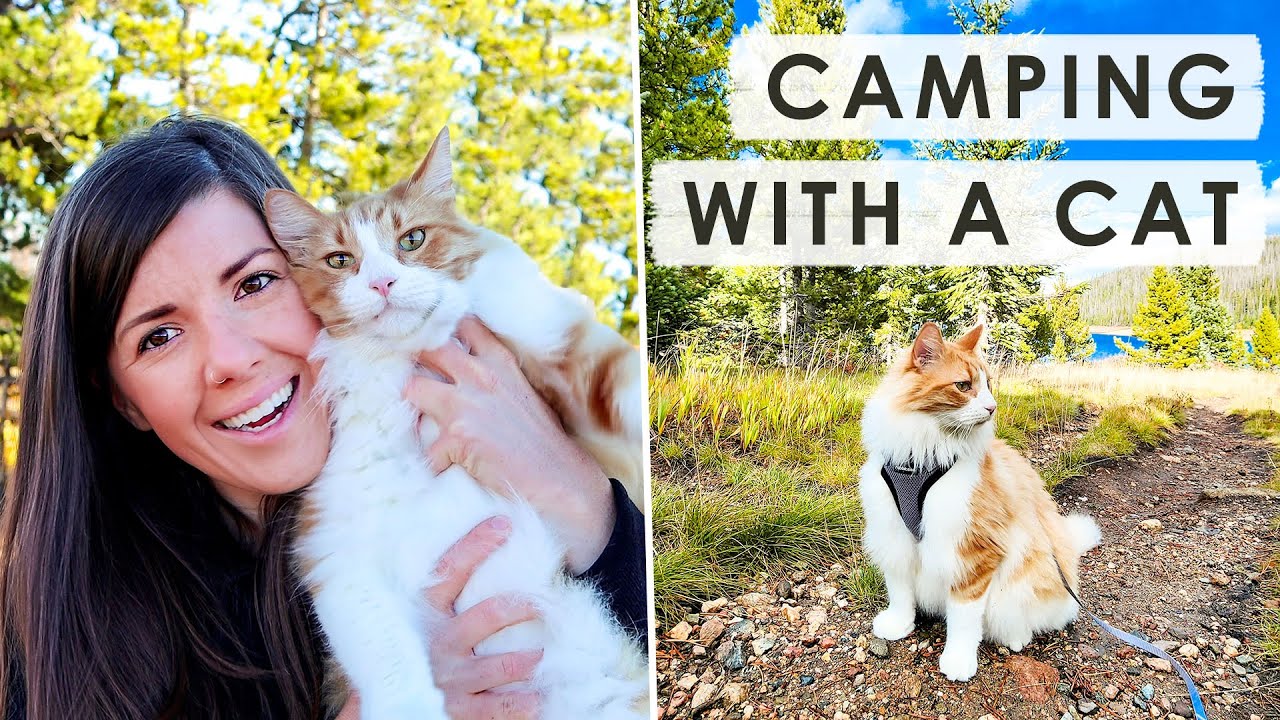 TRUCK CAMPING WITH OUR CAT . . . This Is How It Went | Colorado Life