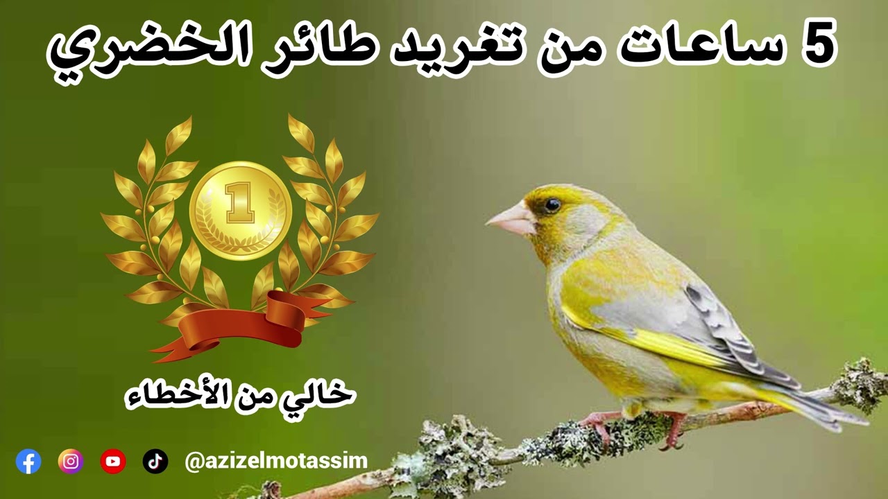 5 ساعات من تغريد طائر الخضري خالي من الأخطاء