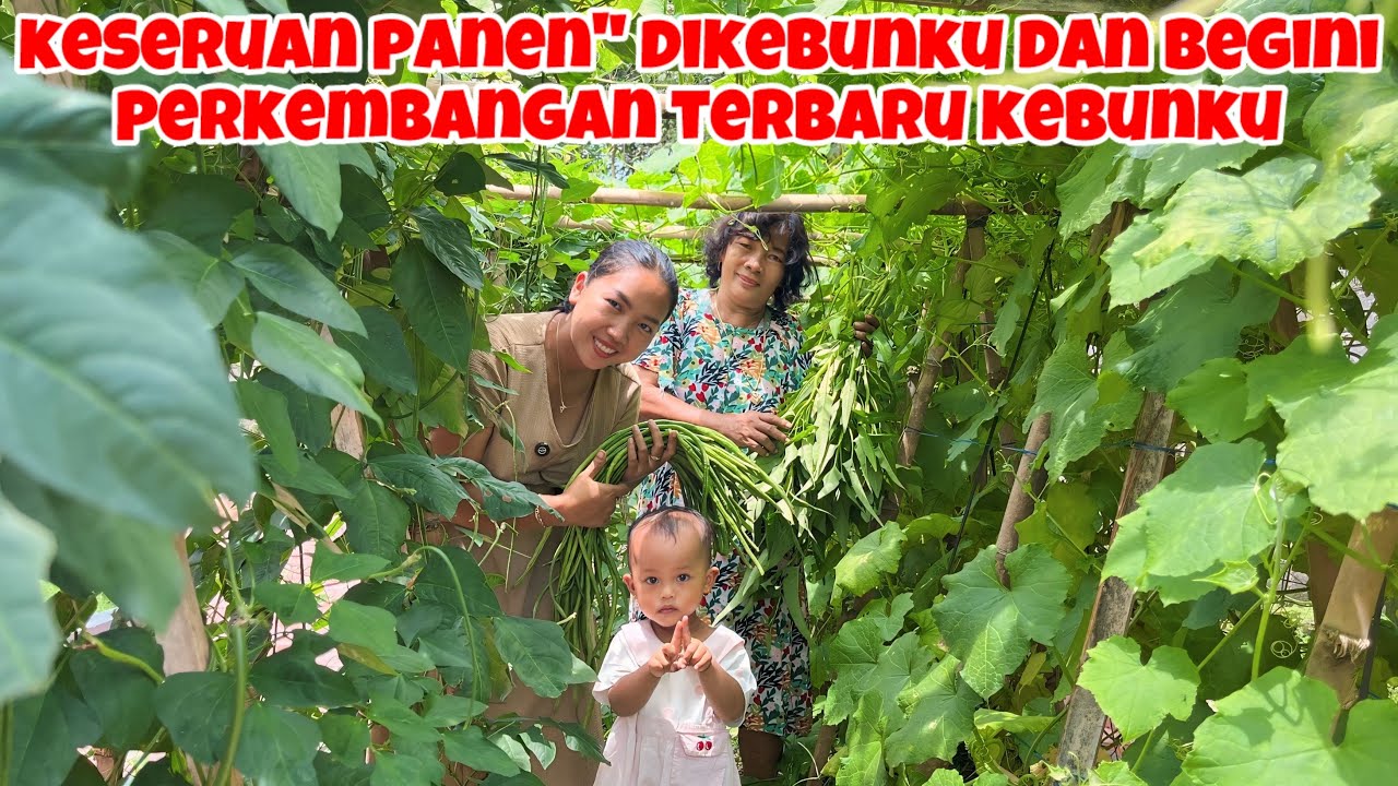PANEN BERBAGAI MACAM SAYUR DIKEBUNKU DAN BEGINI UPDATE AN TERBARU KEBUNKU