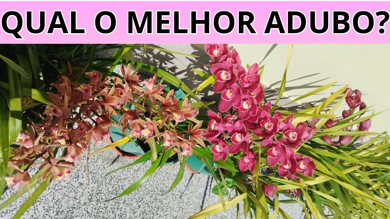 DEPOIS QUE COMEÇEI USAR ESTE ADUBO TENHO MUITA FLORAÇÃO DA ORQUIDEA CYMBIDIUM