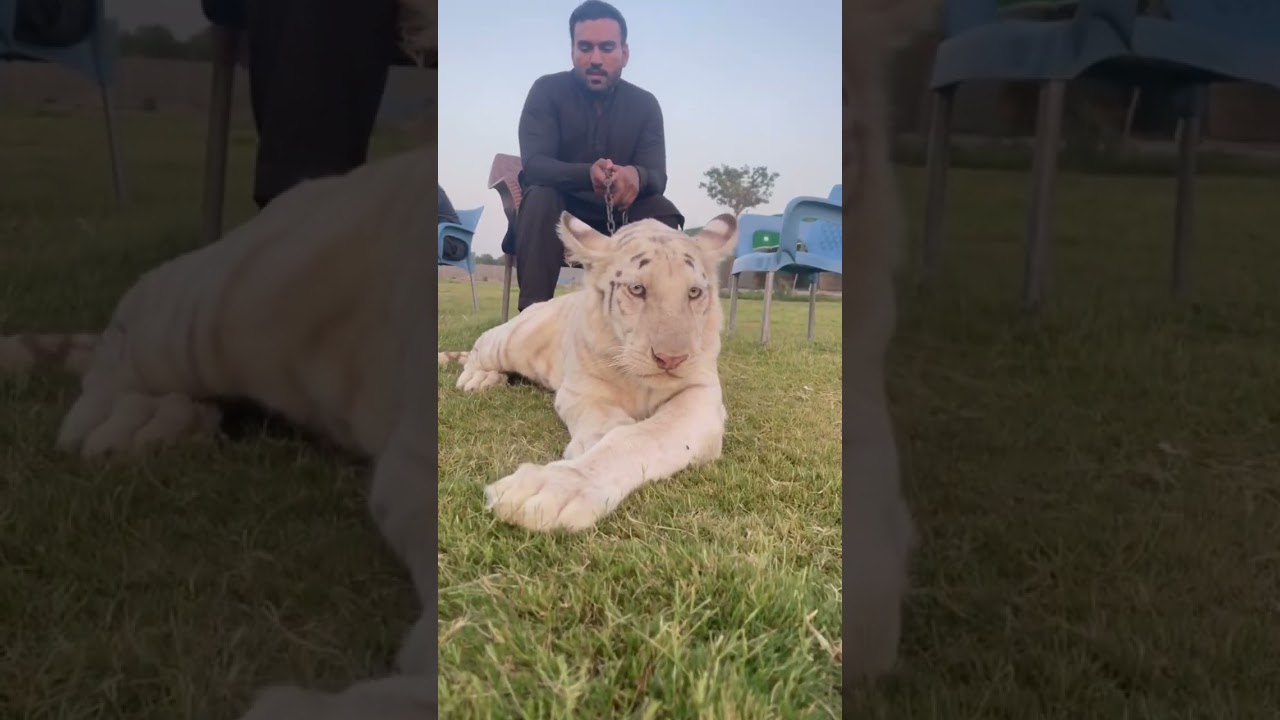 Stripless #shortvideo #animal #roar #lionbabies #faiziwildlife #tiger #viral #lioncubs