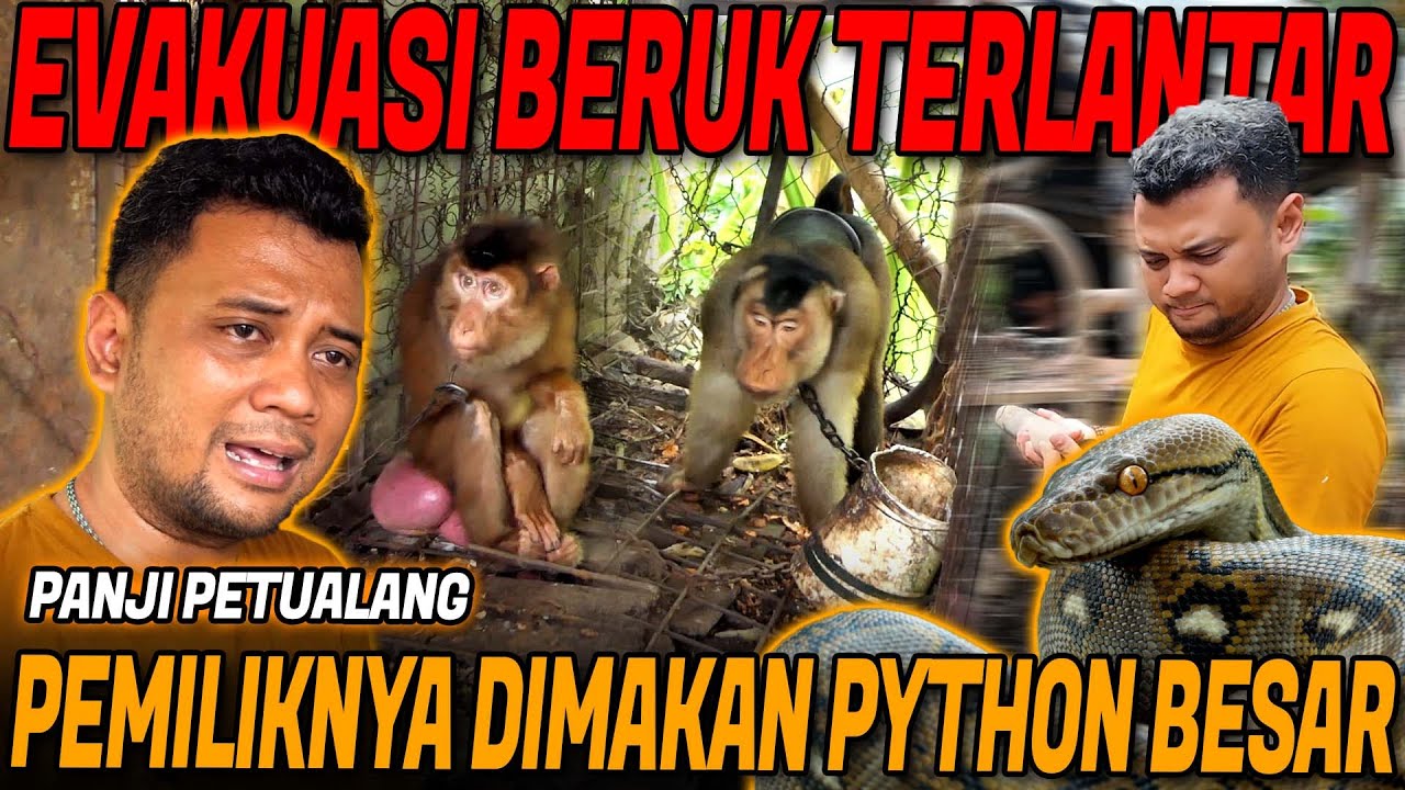 EVAKUASI BERUK TERLANTAR‼️PEMILIK TEW4S DI DILILIT ULAR BESAR
