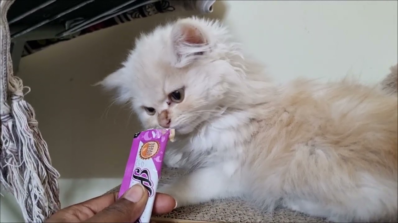 45 days old Persian kitten Cookie's 1st stay moments 🥰 #catvideos #kitten #persiancat 