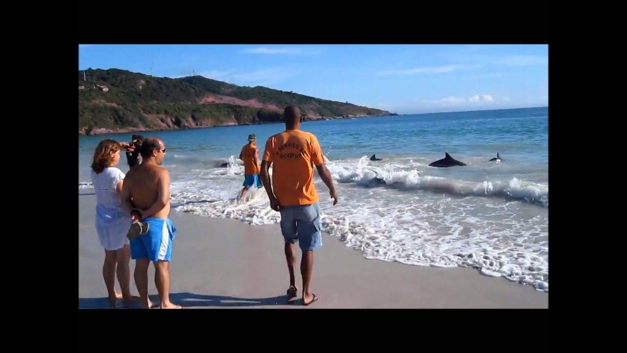 Amazing footage of people saving 30 dolphins stranded on beach