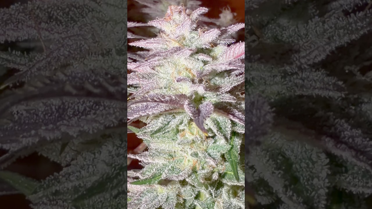 Seriotica🍁