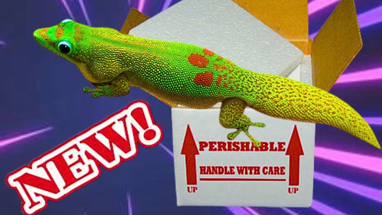 There's GOLD in them-there Boxes - Unboxing Gold Dust Geckos   🦎🦎