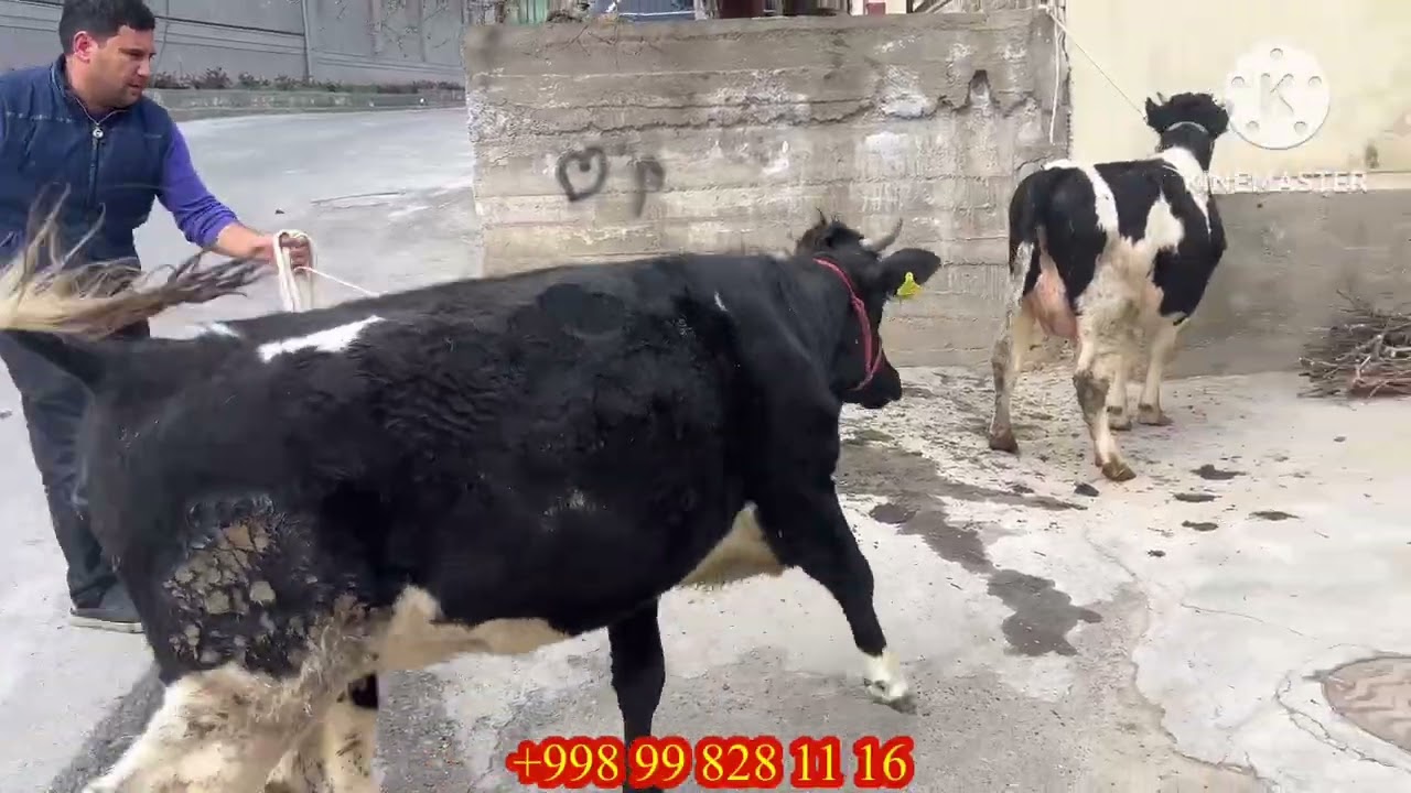 🔥100% DEXQON EGALARIDAN G’UNAJINLAR SOTUVDA 🔥 +998 99 828 11 16 TOSHKENT