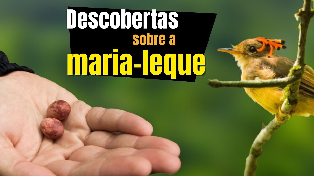 Como é o NINHO da MARIA LEQUE DO SUDESTE (Onychorhynchus swainsoni), seus ovos e filhotes?