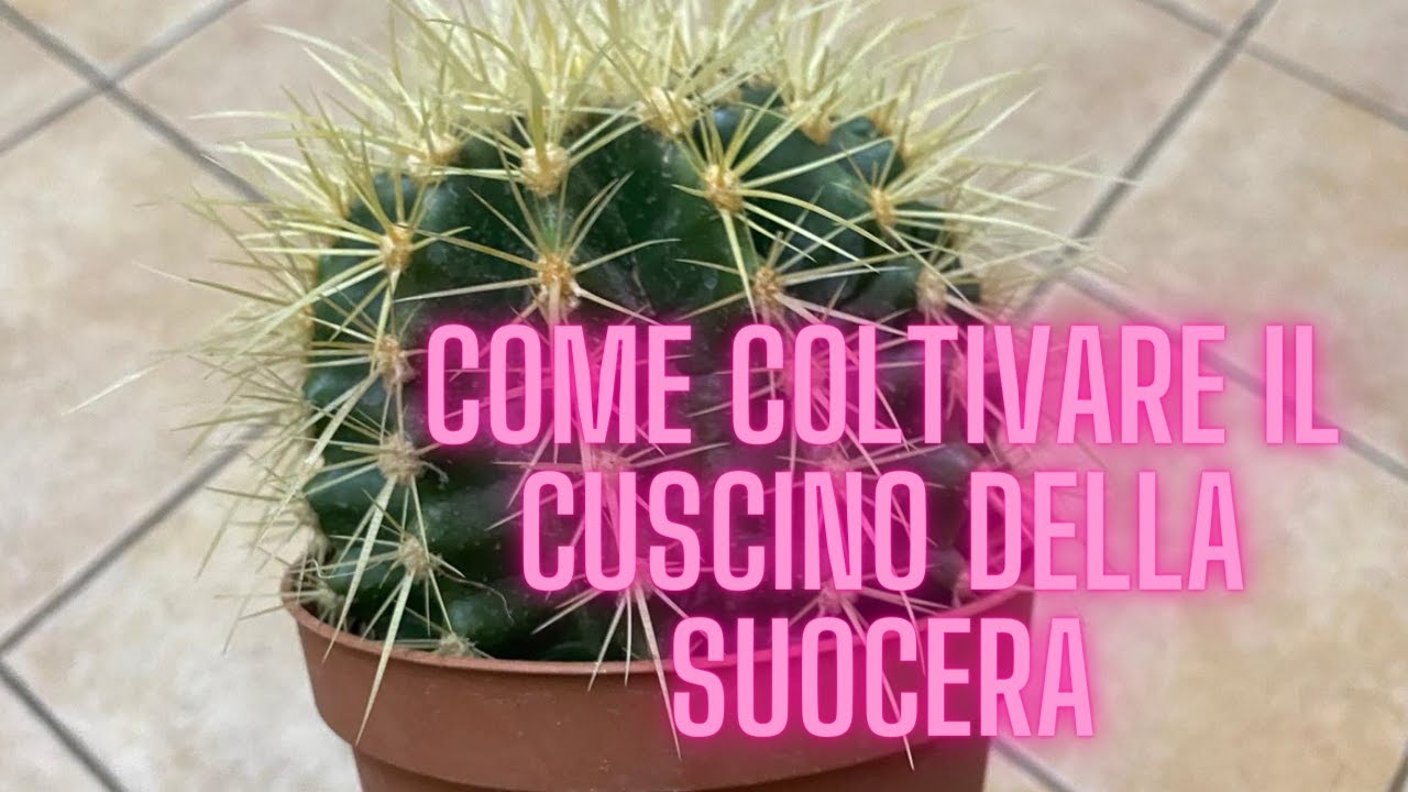 Come coltivare il CUSCINO DELLA SUOCERA ( pianta grassa Echinocactus grusonii)