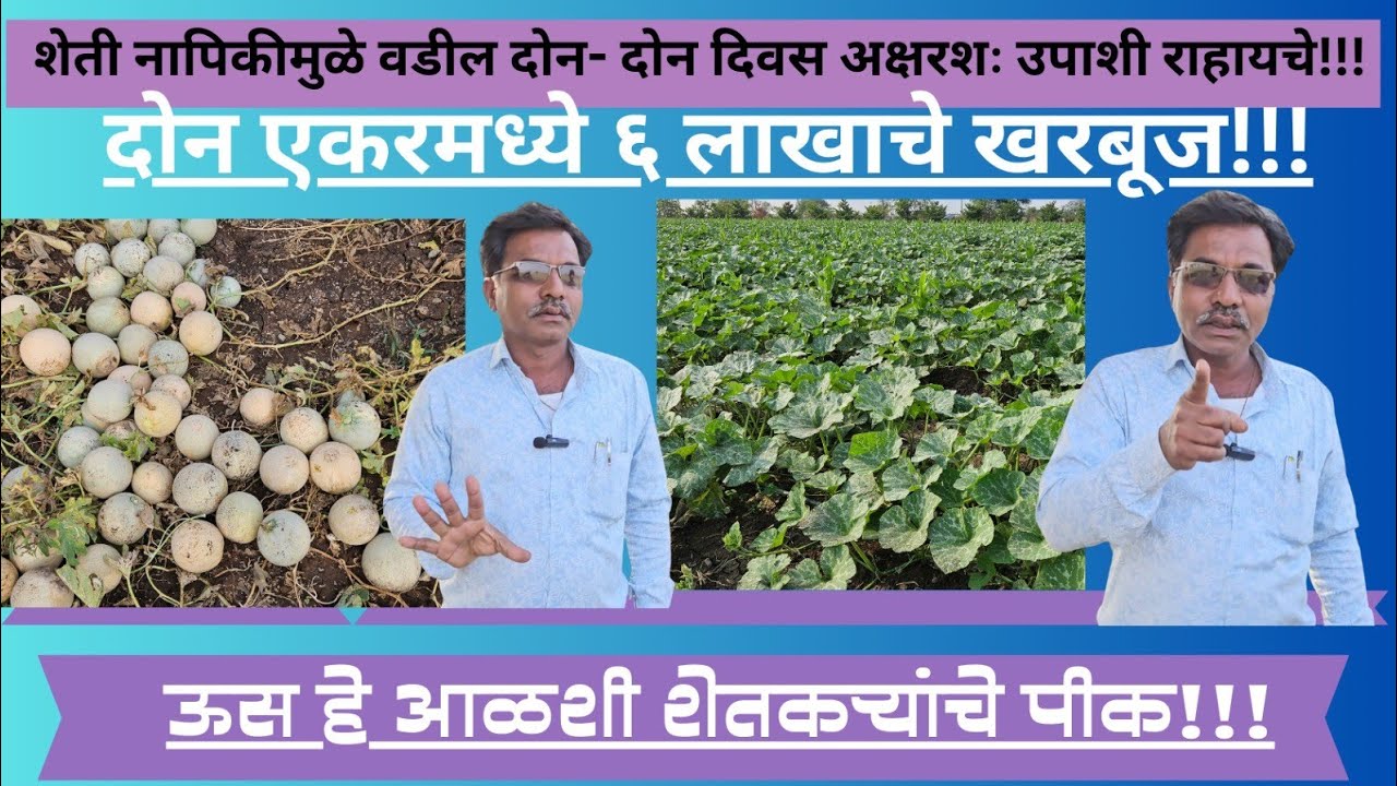 अडीच एकरमध्ये १८ लाख रुपये पपईचे उत्पन्न!!!
