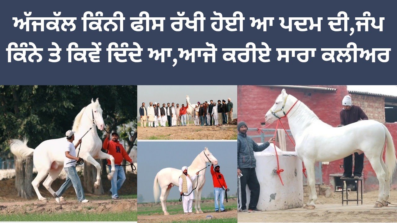 ਅੱਜਕੱਲ ਕਿੰਨੀ ਫੀਸ ਰੱਖੀ ਹੋਈ ਆ ਪਦਮ ਦੀ,ਜੰਪ ਕਿੰਨੇ ਤੇ ਕਿਵੇਂ ਦਿੰਦੇ ਆ,ਬੱਚੇ ਕਿਹੋ ਜੇ ਬਣਗੇ,ਆਜੋ ਕਰੀਏ ਸਾਰਾ ਕਲੀਅਰ 