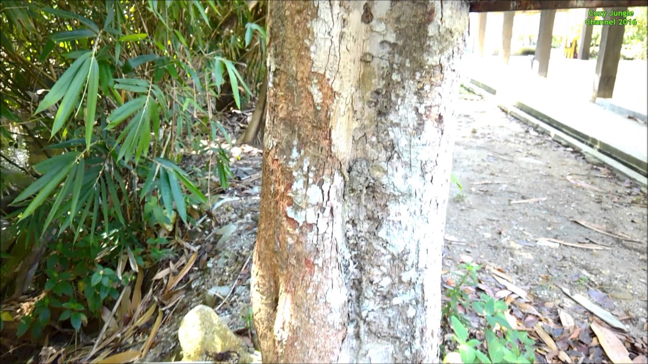Pokok Tempinis (Strebulus Elongates) _ 24 Sept 2016