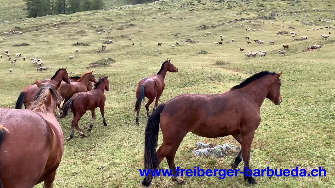 Alpabzug 2019 - Freiberger Barbüda