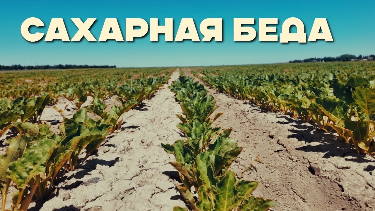 Фермеры не могу реализовать урожай  сахарной свеклы на юге Казахстана