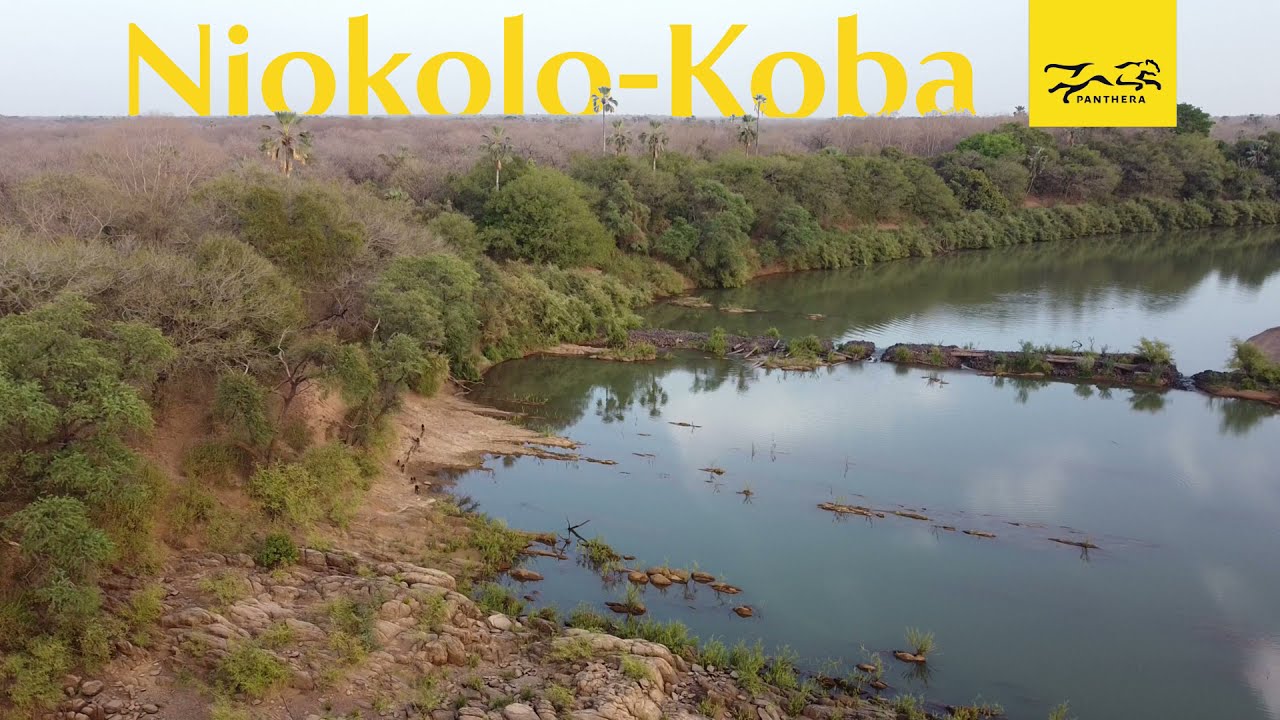Conservation in Senegal's Niokolo Koba National Park