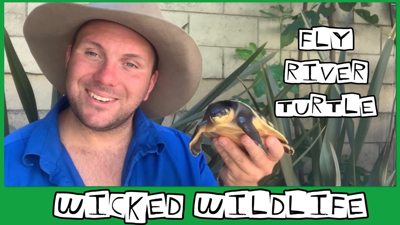 The Pig Nosed Turtle