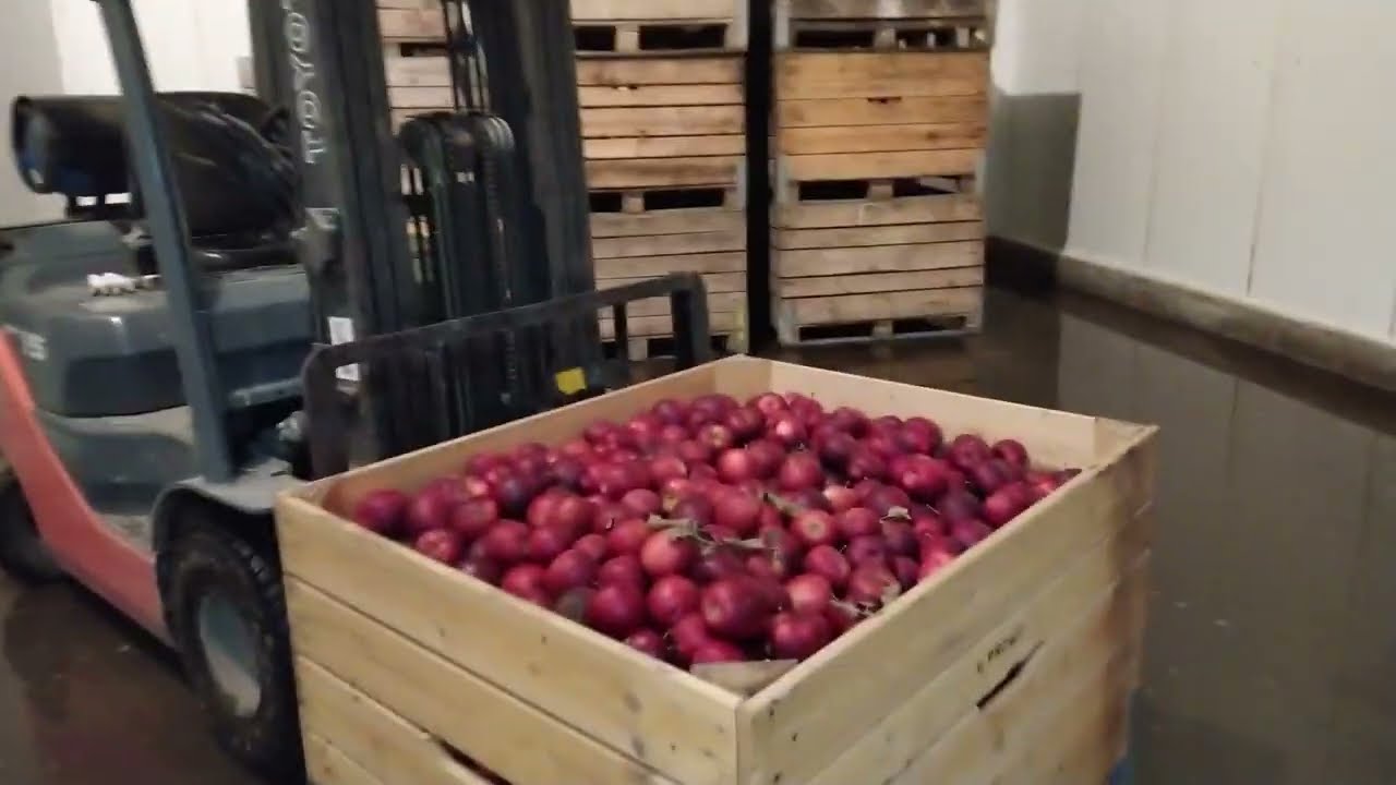Przygotowanie pod rozładunek skrzyń z 'jabłkiem przemysłowym'.