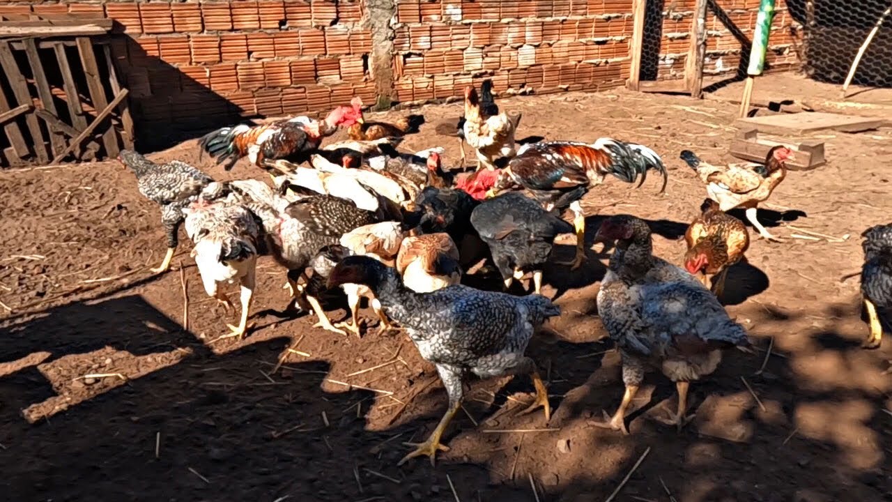 TENHO QUE DEIXAR AS GALINHAS COMER UM POUCO DA PENA DOS GALOS PARA PODER CRUZAR