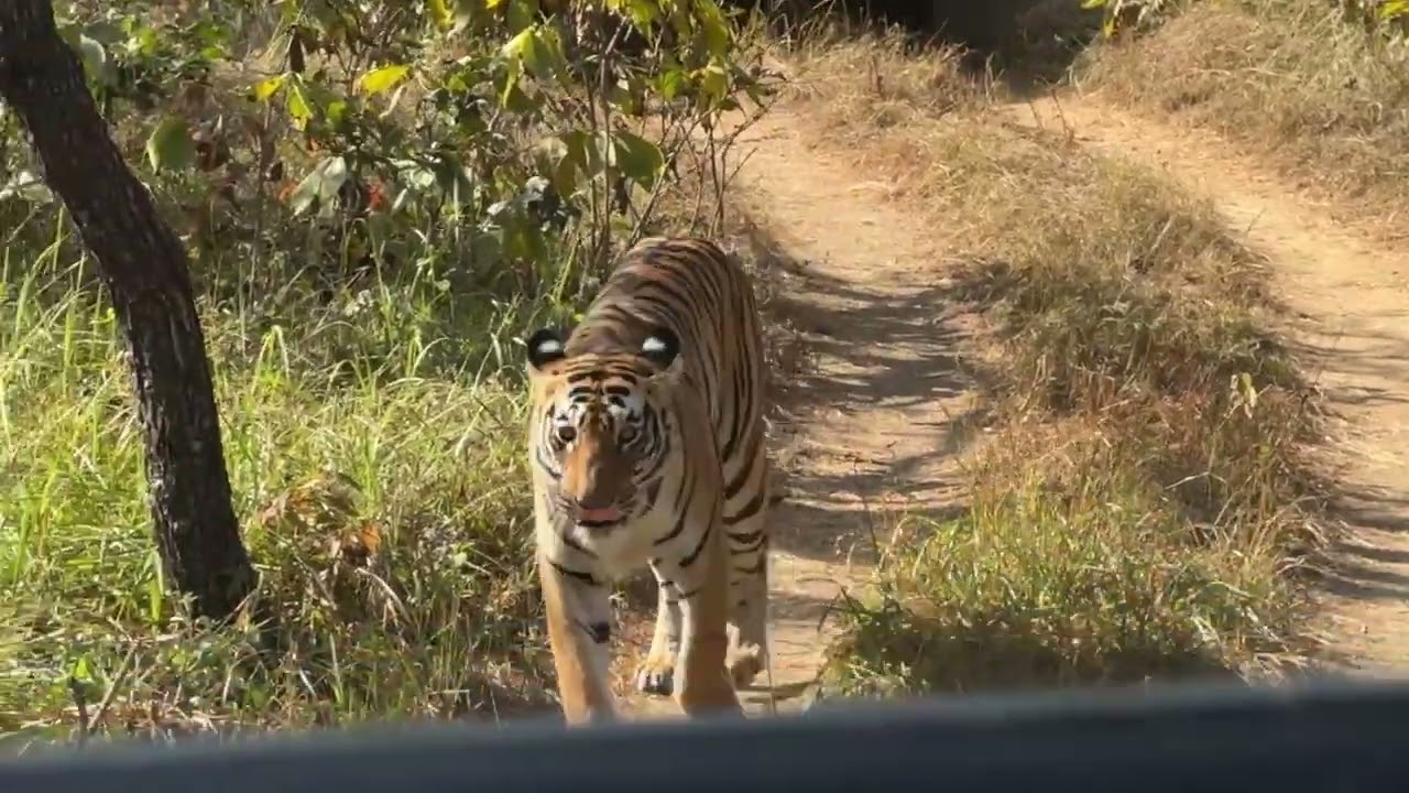 Today Evening Sighting Uma Female Tigress Hedon Continue Sighting Shedegaon Safari.. Tadoba 07/01/26