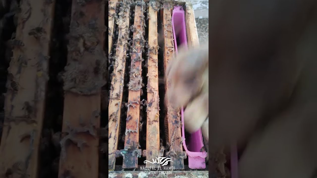مراقبة خلايا النحل في هذا الشهر البارد 🐝❄️  أسرار الحفاظ على خلايا قوية