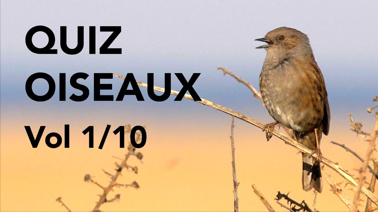 QUIZ 10 ESPÈCES D'OISEAUX Volume 1 Lumix GH4/GH5 4K