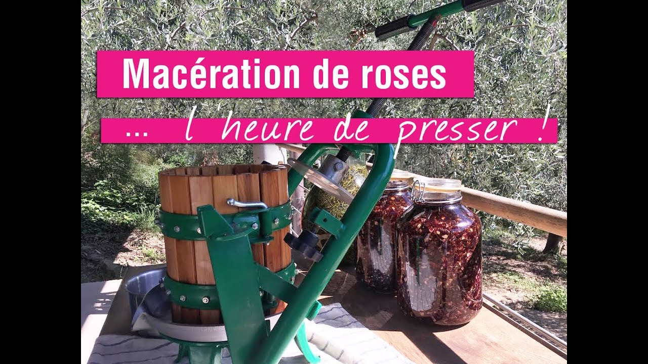 Macération de rose: le retour! (40 jours plus tard)