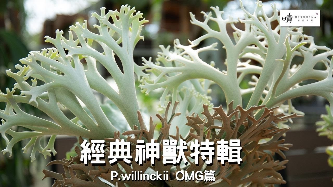 【晴花鹿苑-進階鹿角蕨篇】經典神獸P.willinckii OMG 進階款侏儒款推薦 珊瑚般的美感 古銅色的葉背#鹿角蕨 #鹿角蕨養護  #美鹿  #ビカクシダ #Stag's Horn Fern