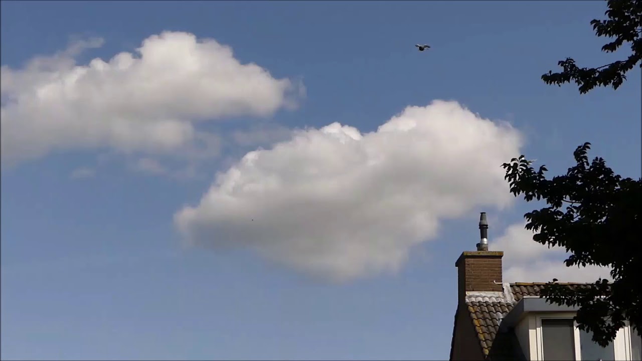 Buchon Balear / Dutch Balear 37