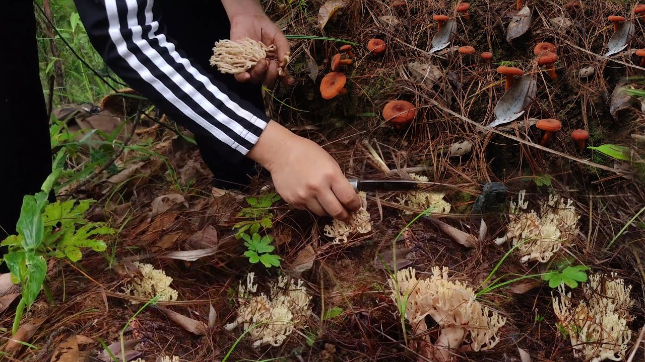 My Wife |Foraging Lots of Wild mushrooms in the Village | Coral Mushrooms