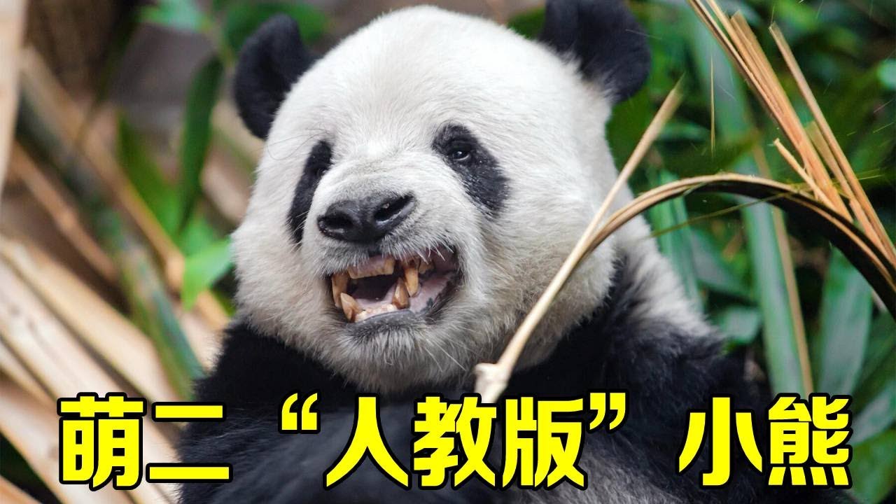 萌二真的是最典型的人教版小熊，不僅情緒穩定還會讓奶爸提高情緒價值，呲牙掰竹子就是最好的證明！【辣豆娱乐】