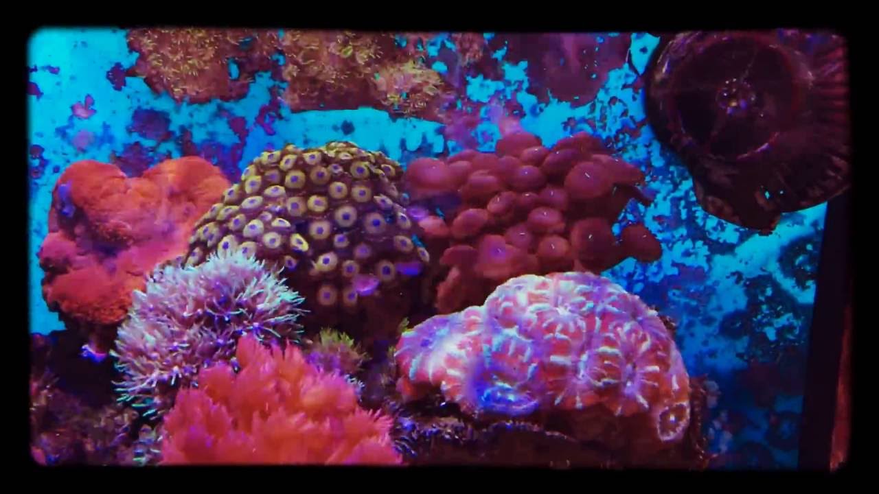 My 25gallon reef tank 2016/06/06