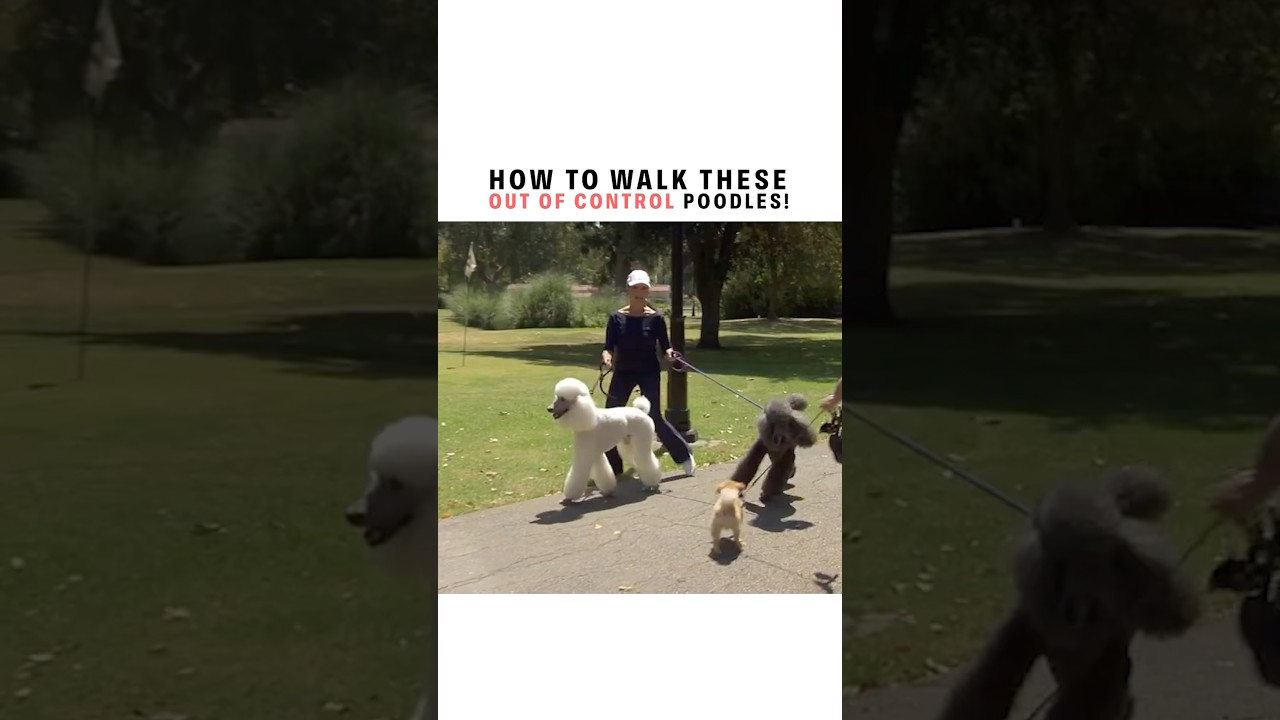 How do you walk over excited dogs? The key is being a Pack Leader. #dogtips #dogcoach #dogshorts