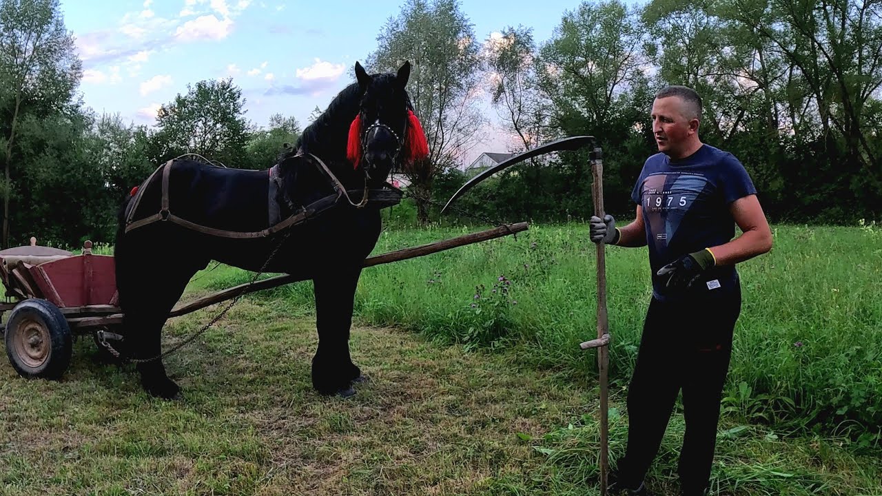 🪗Накосив я трави🌾🌿 коню вороному🐴
