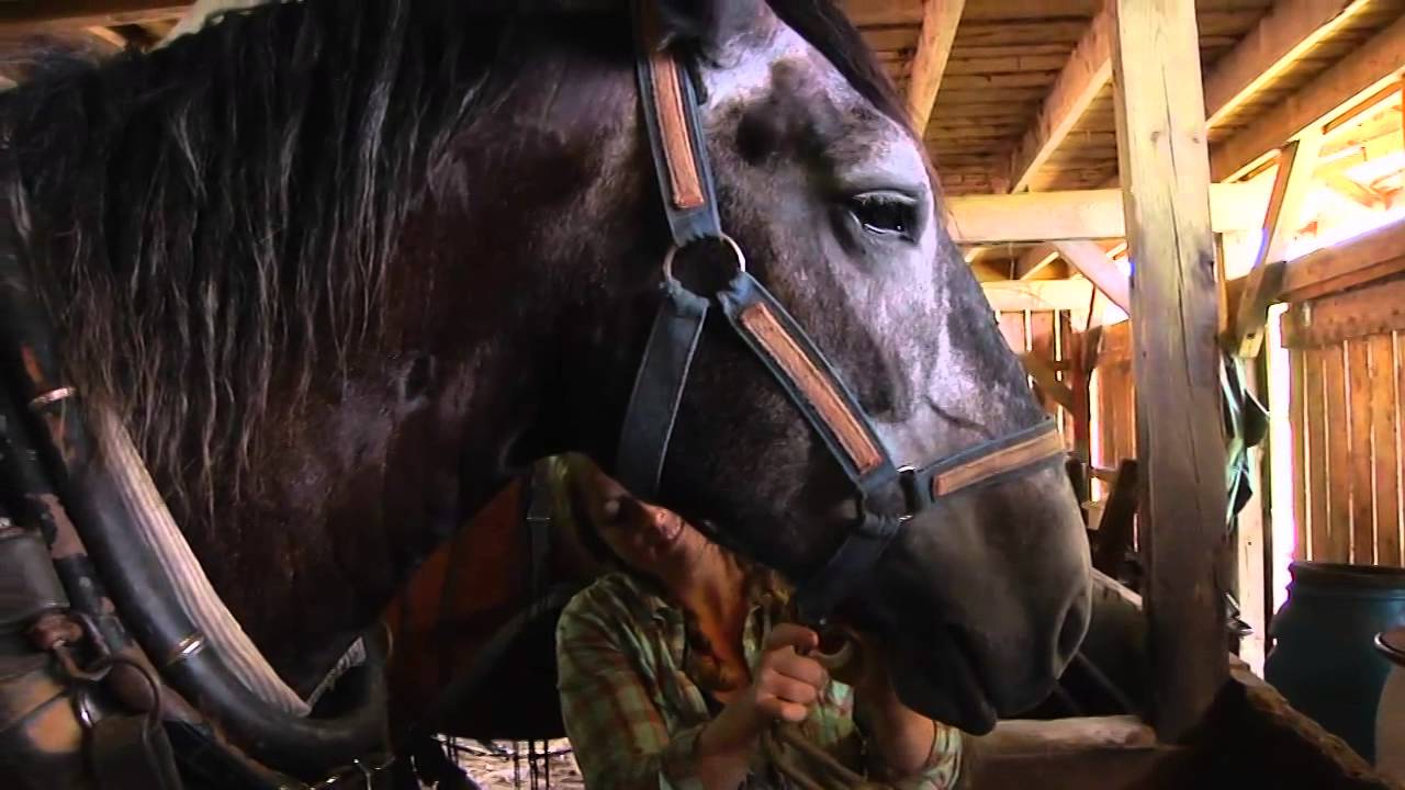 Economics of Draft Animal Power