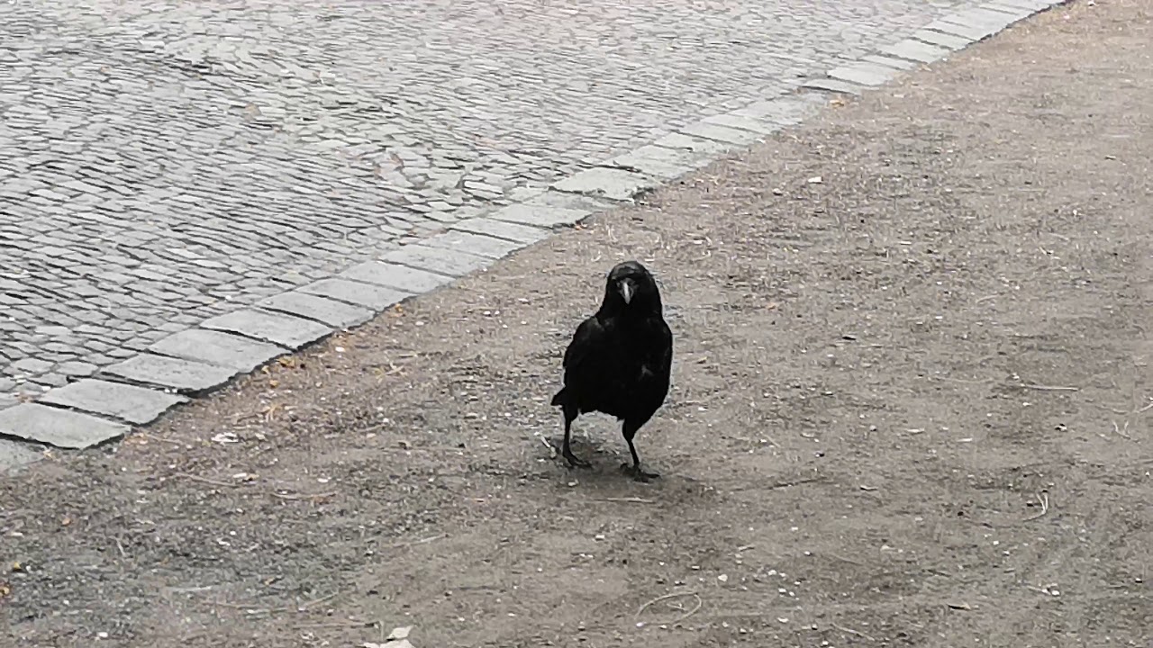 Birds, Rabenv&ouml;gel