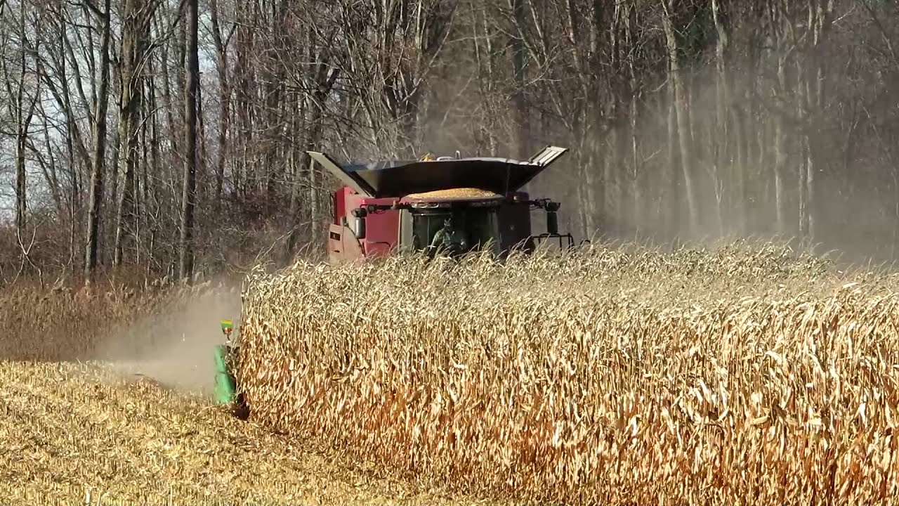 Harvest 2020 | Case IH 8240 Axial Flow Combine Harvesting Corn | Corn Harvest 2020