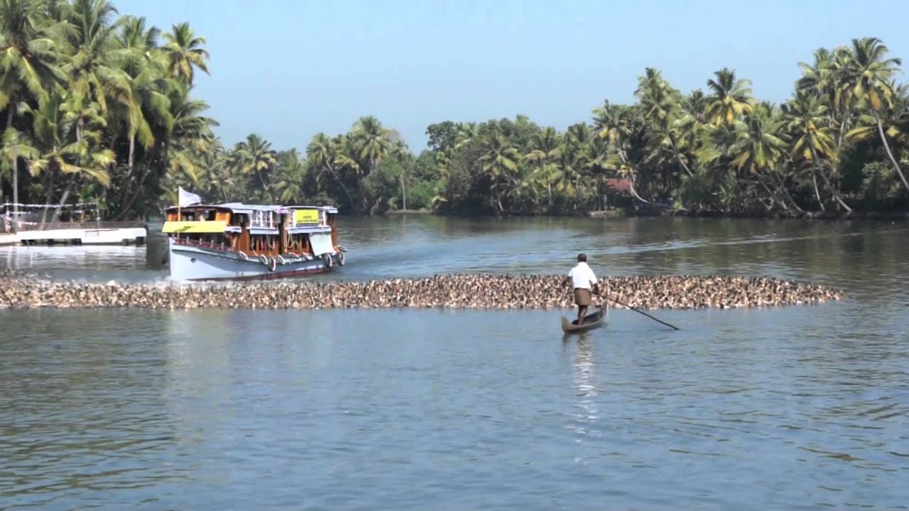Duck farming - Alappuzha (Allepey), Kerala, India