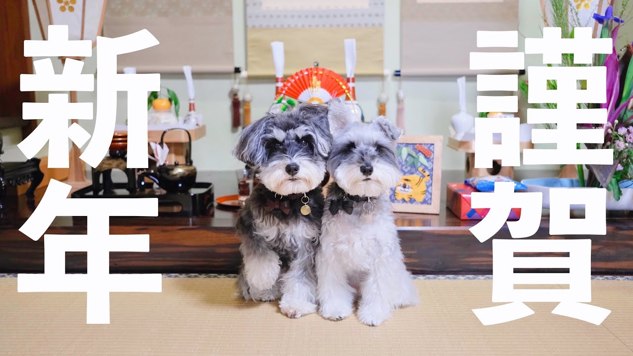 【ジジお誕生日】犬と一緒に初詣に行くことができました【シュナウザージジトト】