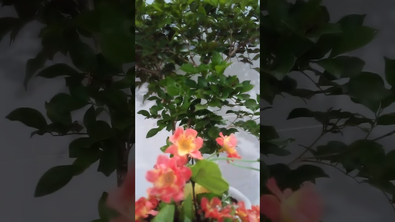CƠN MƯA HẠ _ Th: Trầm Sa _ Nh: Phan Đ&igrave;nh T&uacute;