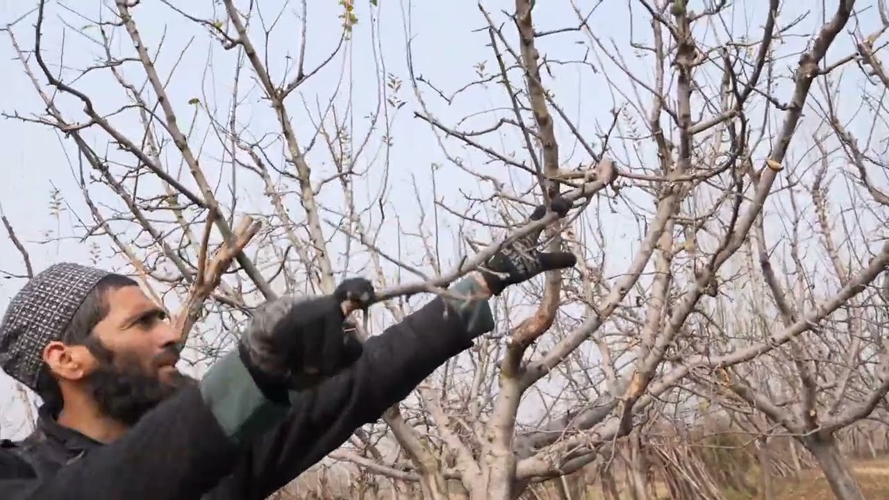 Apple tree pruning In Kashmir part 2🍎🍎